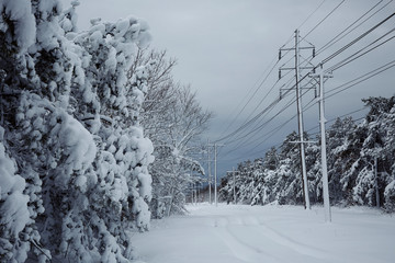 Winter fairytale looking after snowstorm nature beauty