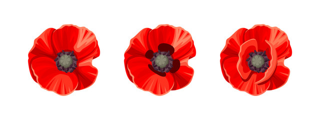 Three vector red poppies isolated on a white background. - obrazy, fototapety, plakaty