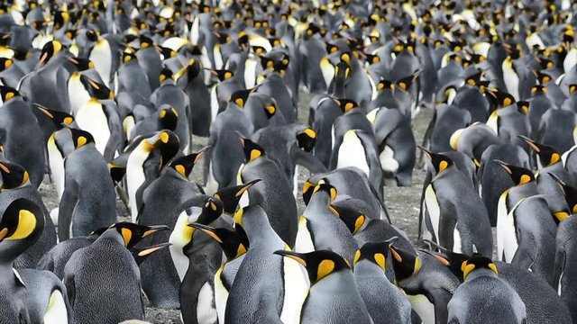 King Penguins at South Georgia