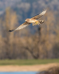 Northern Harrier at Steigerwald National Wildlife Refuge.