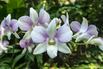 Fototapeta premium Dendrobium is a huge genus of orchids. There are in south, east and southeast Asia. Named from the Greek dendron mean tree and bios mean life all meaning one who lives on trees or epiphyte.