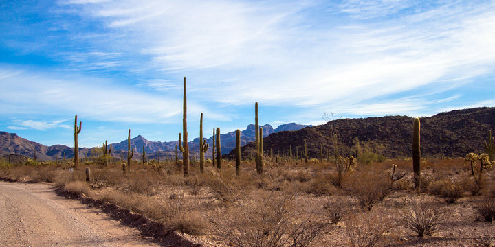 Ajo Mountain Drive is a scenic drive through Organ Pipe Cactus National Monument in southern Arizona