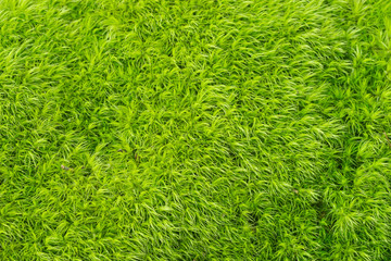 green moss background texture