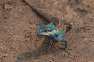Naklejka na ściany i meble Blue and brown Chameleon breed of asia 