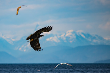 Juvenile bald eagle hunting herring, with fish caught in talons