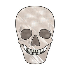 skull head skeleton icon