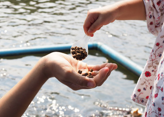 Hand of child and adult make merit for feed the fish.