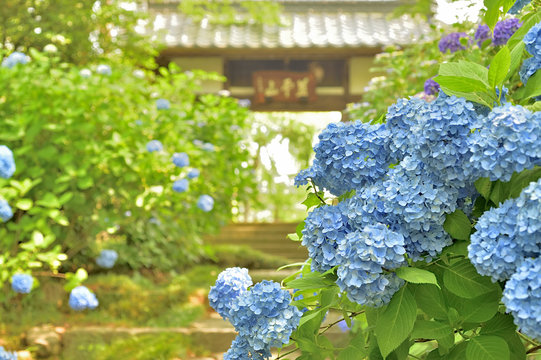 資福寺 Images Browse 191 Stock Photos Vectors And Video Adobe Stock 資福寺 Images Browse 191 Stock Photos Vectors And Video Adobe Stock