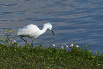Snowy egret and wildflowers next to a lake in Texas!