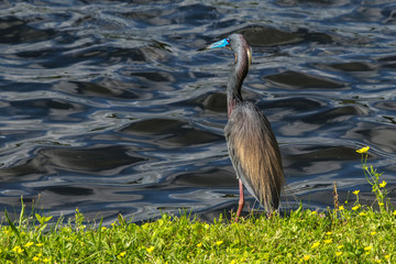 Tricolored heron next to a lake!
