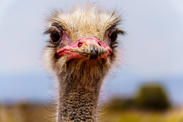 Close up of an Ostrich Head at an Ostrich Farm in Oudtshoorn in the semi desert Little Karoo Region...