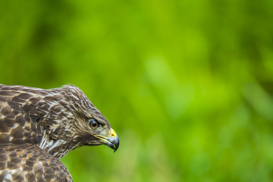 Red Shouldered Hawk