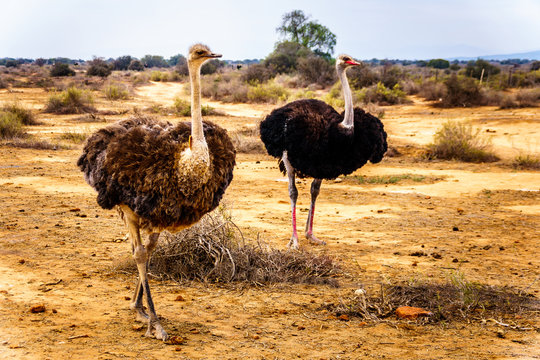 Female Ostrich and Male Ostrich at an Ostrich Farm in Oudtshoorn in the semi desert Little Karoo Region Western Cape Province of South Africa