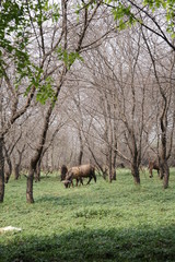 they dont mind the heat and summer
