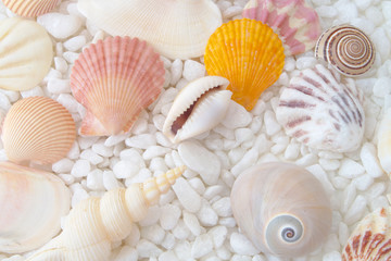 Colorful seashells on white stones background