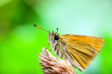 Beautiful Colorful Butterfly on Natural Background