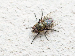 Diptera Meat Fly Insect On Wall