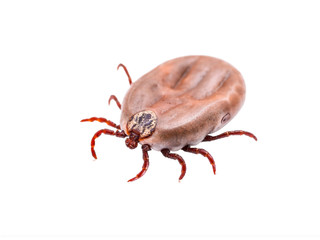 Encephalitis Virus or Lyme Disease Infected Tick Arachnid Insect Isolated on White