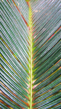 Dark Green Palm Leaves