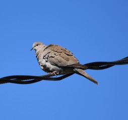 Dove fluffed up and perched on power lines