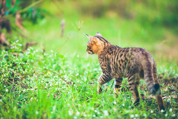 Naklejka na ściany i meble Bengal cat walking in nature. Outdoor with bright sunlight.