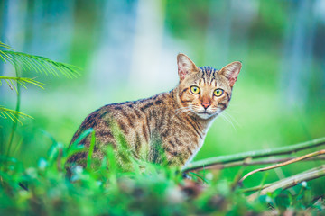 Naklejka na ściany i meble Pretty bengal cat sitting on green grass and looking aside at park.