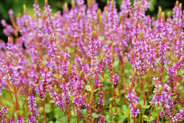 Spring wild flowers on green meadow