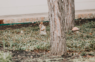 gray squirrel sits on ground and holds walnut in mouth