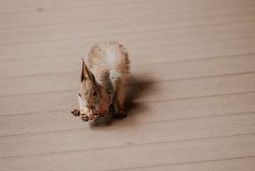 Squirrel with fluffy ears sits on the wooden floor