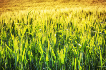 CLose up of green rey field