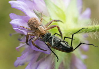 Ground crab spider, Xysticus feeding on caught beetle