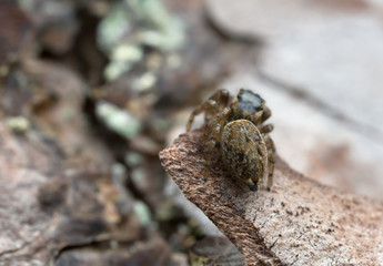 Female jumping spider, Evarcha falcata on pine bark
