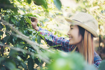 Beautiful woman is harvesting coffee berries in coffee farm.