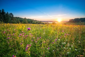 Abwaschbare Fototapete Land Schöner Sonnenuntergang über wilden Blumen in einer Landschaft