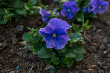 A flower garden with blue vinca flowers. Periwinkle blue flowers are beautiful in spring day