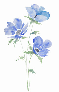 illustration watercolor, drawing bouquet of flowers anemones blue, sketch spots