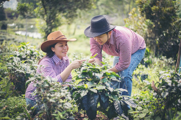 Young farmer.Coffee is harvesting coffee berries in coffee farm.