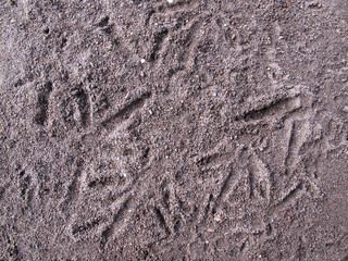Texture of chicken footprints on the ground