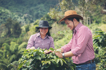 farmer.Coffee is harvesting coffee berries in coffee farm.