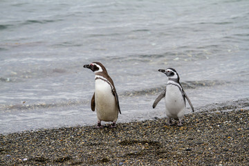 Magellanic penguin, Spheniscus magellanicus, walking on rocky gravel beach in Isla Martillo, Ushuaia, Patagonia