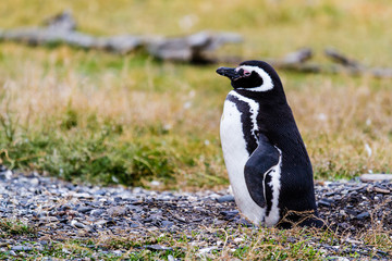Magellanic penguin, Spheniscus magellanicus, walking on rocky gravel beach in Isla Martillo, Ushuaia, Patagonia