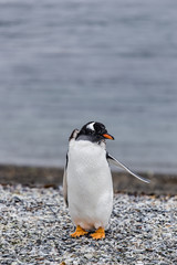 Naklejka premium Magellanic penguin looking to the side with flipper open, Spheniscus magellanicus, walking on rocky gravel beach in Isla Martillo, Ushuaia, Patagonia