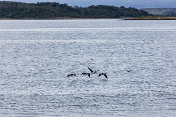 Birds flying just above the icy waters around Isla Martillo, Patagonia, Argentina.