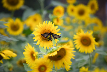 Butterfly in the sunflower field
