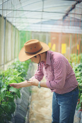 Close up men farmer  hand keeping chilli pepper plant in the garden.