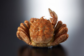 毛ガニ　Vサイン　(V sign of hair crab)
