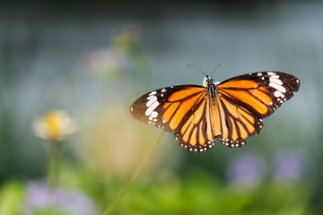Fototapeta na wymiar Butterfly in the meadow