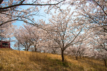 Cherry blossom of Nagara dam in Chiba prefecture