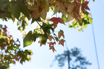 green leaf or maple leaf