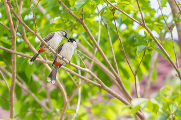 A pair of red-whiskered bulbuls are exchanging kiss and loving whisper on the tree.